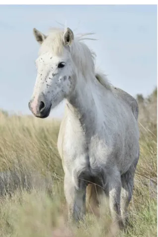 6. kép: Camargue ló küllem 