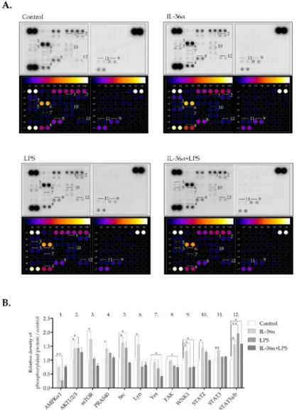 Figure 6. Differential phospho-kinase array profiles of cells treated with IL-36α and LPS