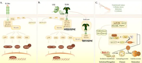 Figure 1. Signaling pathways triggered by IL-36α, LPS, and autophagy inducers. (A) The IL-36α signaling pathway.