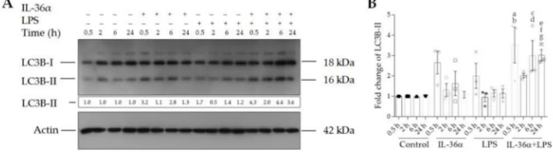 Figure 3. IL-36α and LPS cooperatively increase the level of LC3B-II. (A) Western blot analysis showing the kinetics of endogenous LC3B-II expression