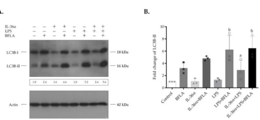 Figure 4. IL-36α and LPS cooperatively stimulate the autophagic flux. THP-1 cells were treated with IL-36α, and LPS alone or in combination for 2 h and then exposed to 100 nM bafilomycin A1 for another 4-h period