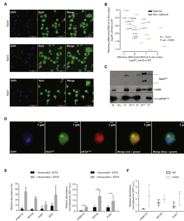 Figure 5. Not5 enhances partitioning of mRNAs into insoluble condensates