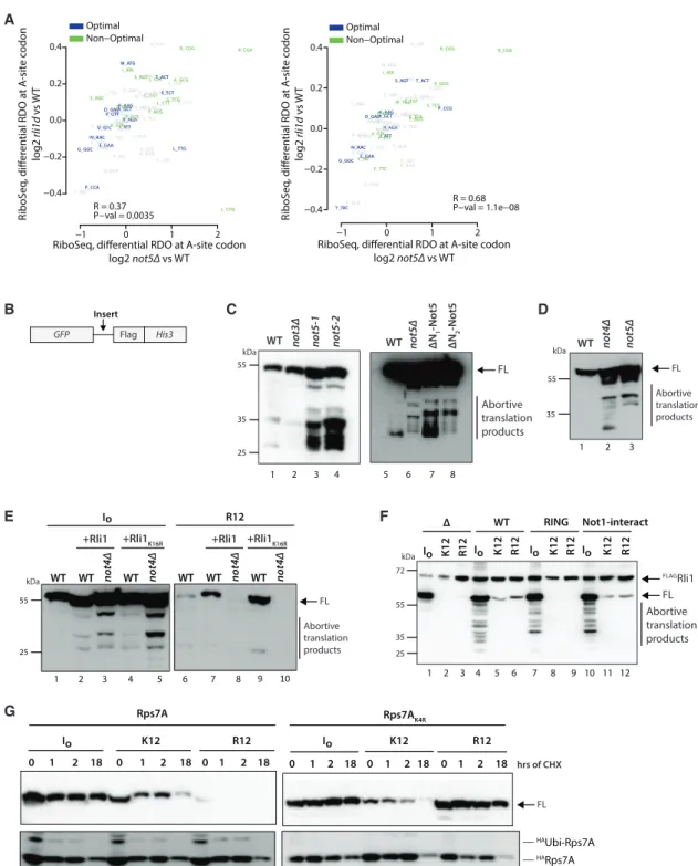 Figure 4. Not4 and Not5 both work both in concert and opposition to Rli1 moonlighting to regulate translation elongation (A) Scatterplot of differential A-site RDOs for Rli1 depletion (rli1d) versus not5D over wild type with (left panel) or without (right 