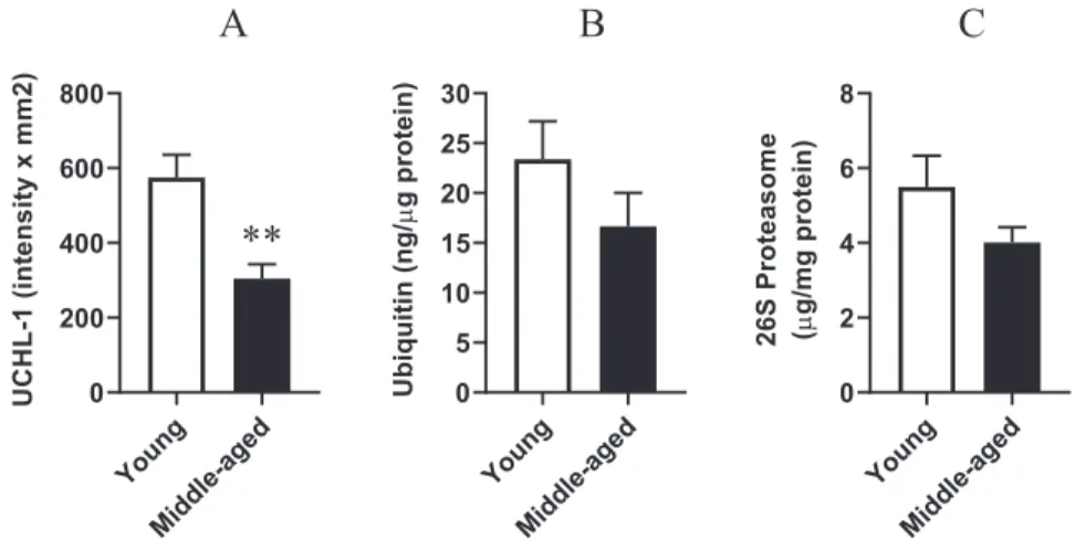 Fig. 1. Effect of aging on the expression of ubiquitin C-terminal hydrolase ligase-1 (UCHL-1) (panel A) and on ubiquitin (panel B) and 26S proteasome levels (panel C) in middle-aged rats