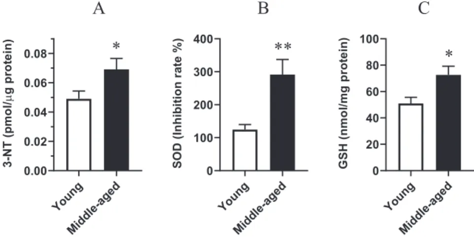 Fig. 2. Effect of aging on the level of 3-nitrotyrosine (3-NT) (panel A), activity of superoxide dismutase (SOD) (panel B) and levels of glutathione (GSH) in middle-aged rats (panel C)