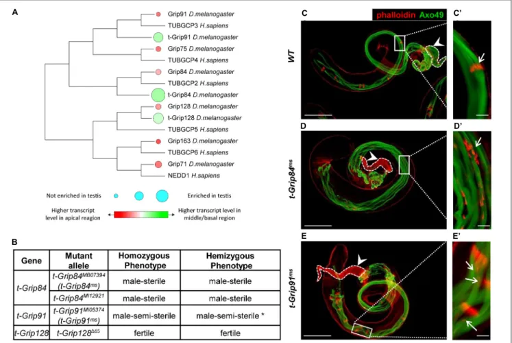 FIGURE 1 | Identification and phenotypic characterization of t- γ -TuRC members. (A) The phylogenetic tree shows conservation among Drosophila and human γ -TuRC proteins