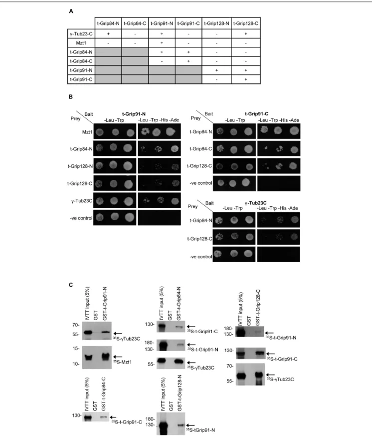 FIGURE 4 | Interaction between the t-γ-TuRC and partner proteins. (A) Summary of Y2H analysis between N-and C-terminal t-γ-TuRC proteins with each other and with γ -Tub23-C and Mzt1