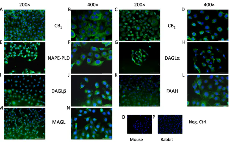 Figure 1. Human corneal epithelial cells express endocannabinoid receptors and endocannabinoid metabolizing enzymes  in vitro: (A,B) CB 1 -specific, (C,D) CB 2 -specific, (E,F) NAPE-PLD-specific, (G,H) DAGLα-specific, (I,J) DAGLβ-specific,  (K,L) FAAH-spec