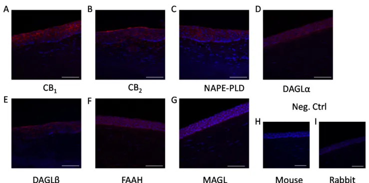 Figure 2. Epithelial cells of the human cornea express endocannabinoid receptors and endocannabinoid metabolizing en- en-zymes in situ:  (A) CB 1 -specific, (B) CB 2 -specific, (C) NAPE-PLD-specific, (D) DAGLα-specific, (E) DAGLβ-specific, (F)  FAAH-specif