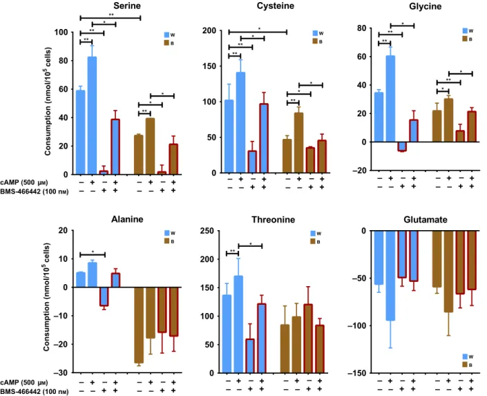 Fig. 2. Effect of 10 h of thermogenic induction and ASC-1 inhibitor (BMS-466442) treatment on serine, cysteine, glycine, alanine, threonine, and glutamate consumption by human deep neck area-derived adipocytes