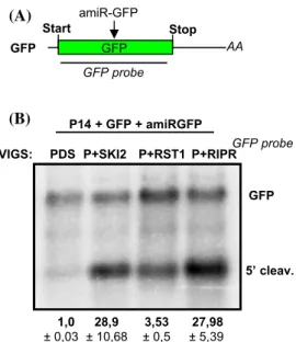 Fig. 3    The RST1 and the RIPR play a role in the elimination of the 5′ 