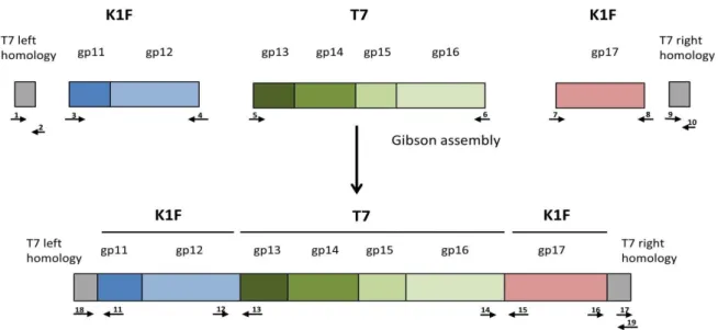 Figure 1. Construction of the genetic cassette designed to simultaneously alter gp11, gp12, and gp17 of phage T7