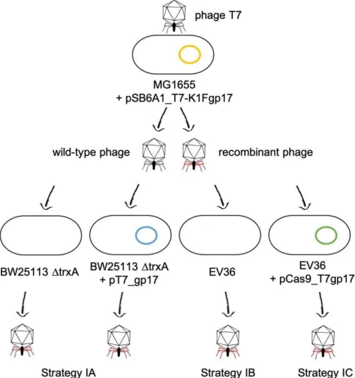 Figure 4. Plasmid-based homologous recombination and selection strategies used for phage editing