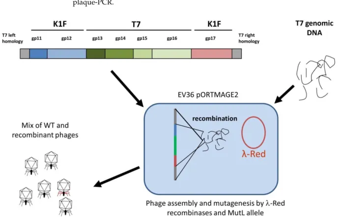 Figure 5. Strategy II, relying on bacteriophage recombineering using electroporated DNA