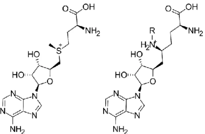 Figure  1.  The  2D  structures  of  S-adenosyl-methionine  (SAM)  (left)  and  sinefungin  (SNF)  (right)