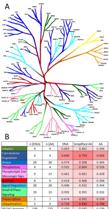 Fig. 6. A) Phylogenetic tree of human protein kinases, with the seven larger subfamilies (illustration reproduced courtesy of Cell Signaling Technology, Inc.–