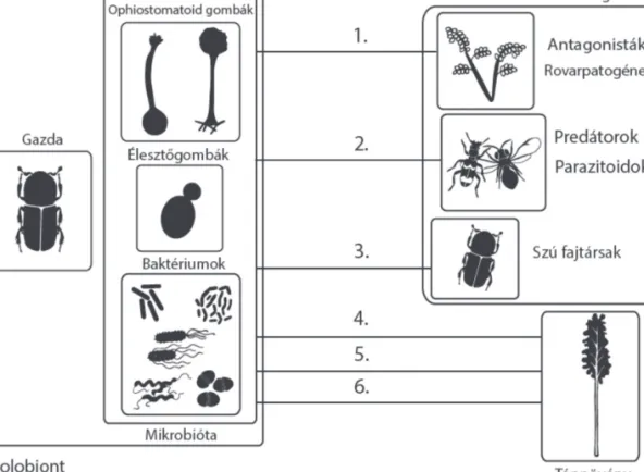 1. ábra: Szúbogarak és a társult mikrobióta interakciói. 1.: Védelem biztosítása antagonistákkal és rovarpatogénekkel  szemben