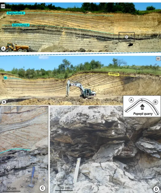 Fig. 8   Voivozi quarry.  A ,  B SW–NE oriented photos of  the mine with the interpreted  flooding surfaces and  prograda-tional lobes