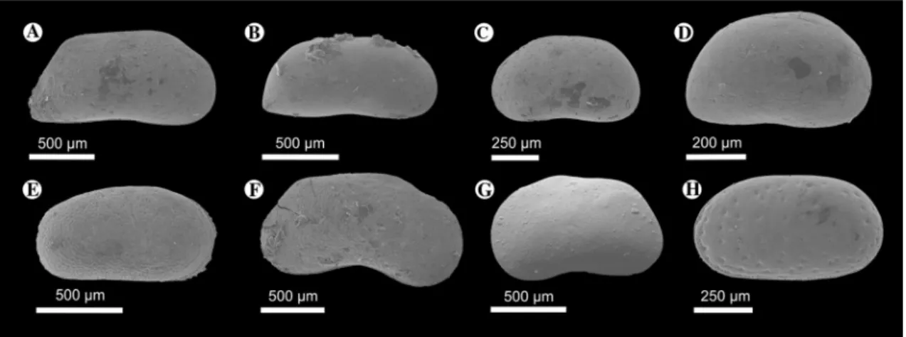 Fig. 3    Pannonian ostracods from the Şimleu Basin.  a Amplocy- Amplocy-pris bacevice  Krstič, 1973, right valve (RV) in lateral view, Cehei,  MIK-27;  b Amplocypris abscissa  (Reuss, 1850), RV in lateral view,  Nușfalău, MIK-20;  c Candona (Thaminocypris