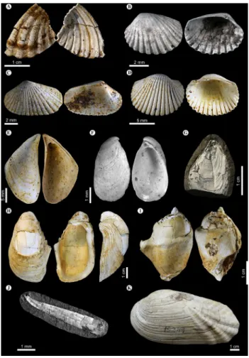 Fig. 5   Pannonian molluscs from the Şimleu Basin.  a Lymnocardium cf.  schedelianum  (Fuchs, 1870), Nușfalău, MAK-19;  b  Lymnocar-dium edlaueri  Papp, 1953, Nușfalău, MAK-19;  c Lymnocardium  hantkeni  (Fuchs, 1870), Nușfalău, MAK-19;  d Lymnocardium  co