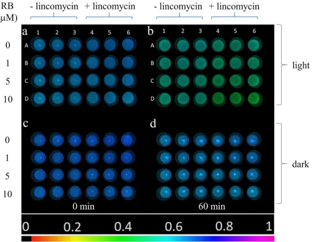 Fig. 5   F v /F m  image of Chlorella sorokiniana cells in the 24 well  plates illuminated with green + white light (a,  b) or kept in darkness  (c,  d) at 0 min (a, c) and after 60 min (b, d)