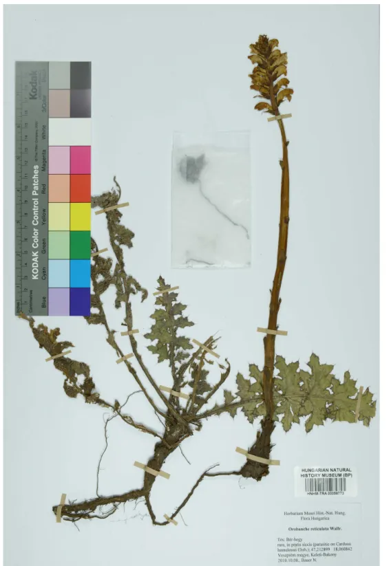 1. ábra Az Orobanche reticulata Carduus hamulosus gazdanövénnyel gyűjtött bizonyítópéldánya   (BP, HNHM-TRA 00058773) a keleti-bakonyi Bér-hegyről 