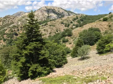 Figure  1. Abies  nebrodensis  is  an  endemic  species  of  Sicily.  The  relict population of this fir consists of only 30 individuals