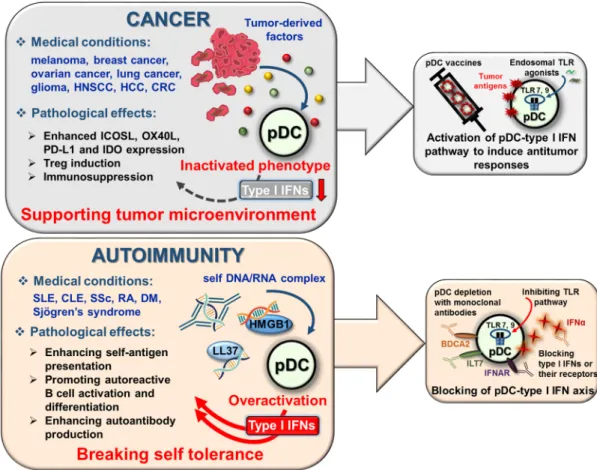 Figure 3. pDC-type I IFN axis is implicated in the pathogenesis of cancer and autoimmunity