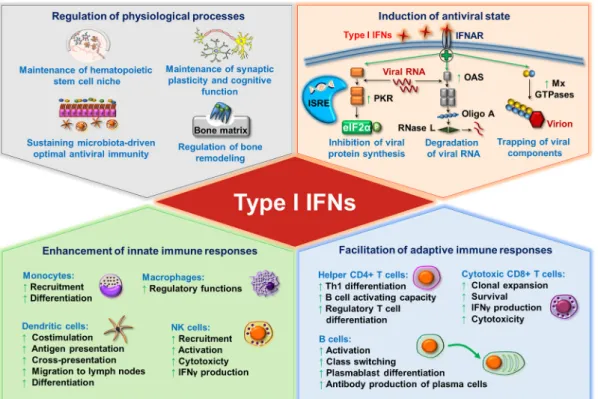 Figure 1. The pleiotropic effects of type I interferons (IFNs). Continuous baseline production of type I IFNs by various  tissues and cells fine-tunes a wide variety of physiological processes including hematopoietic stem cell functions, synaptic  plastici