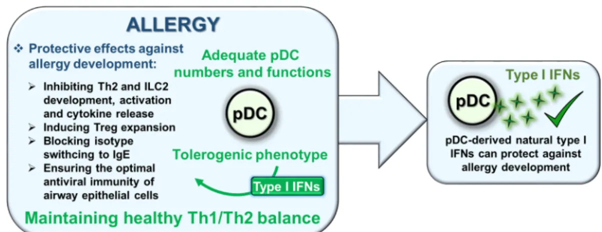 Figure 4. Role of pDC-type I IFN axis in allergy. PDCs have a protective role in the development of allergic diseases via  secreting type I IFNs, which help to maintain a healthy Th1–Th2 balance and prevent the shift towards Th2 dominance in  the airways