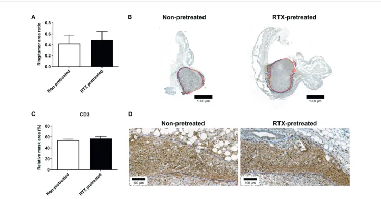 FIGURE 7 | No signiﬁcant difference in the CD3 immunoreactivity-based inﬂammatory response in the area surrounding the 4T1 tumors after RTX-pretreatment.