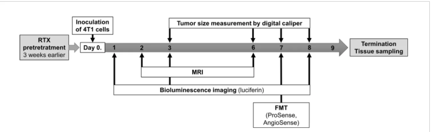 FIGURE 1 | Summary of the experimental design and timeline including the timing of the resiniferatoxin (RTX) pretreatment, inoculation of tumor cells (4T1), tumor size measurements by caliper, MRI, as well as in vivo luminescence and ﬂuorescence imaging by