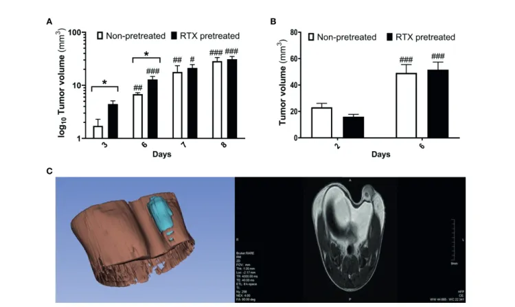 FIGURE 2 | Moderately increased tumor volume in RTX pretreated mice in the early phase postimplantation