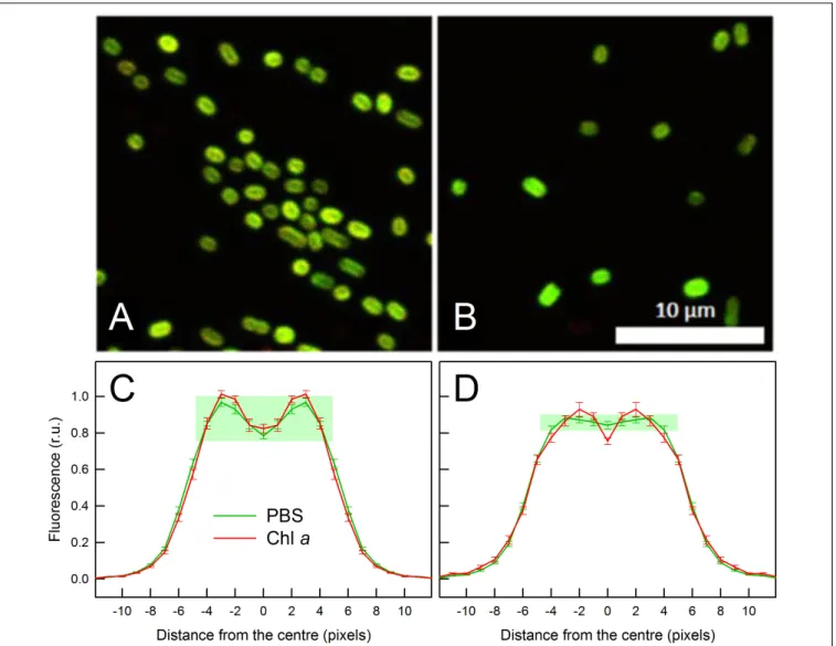 FIGURE 5 | Confocal micrographs (A,B) and respective autofluorescence intensity profiles (C,D) of C