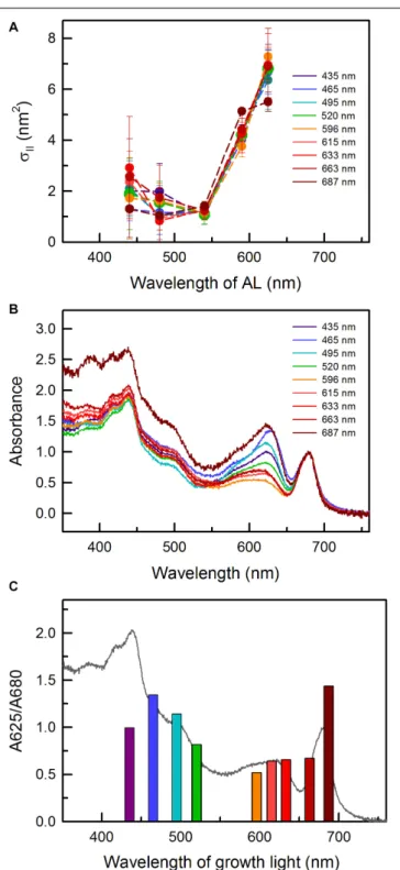 FIGURE 2 | (A) Functional absorption cross-section of PSII, σ II , as a function of actinic light (AL) wavelength in C