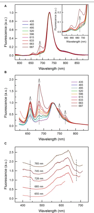 FIGURE 4 | Low temperature (77 K) fluorescence emission and excitation spectra of C. gracile sp