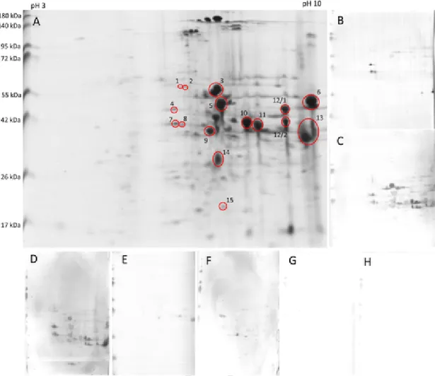 Fig. 3. Identification of celiac IgA reactive proteins of einkorn MVGB770 total protein set