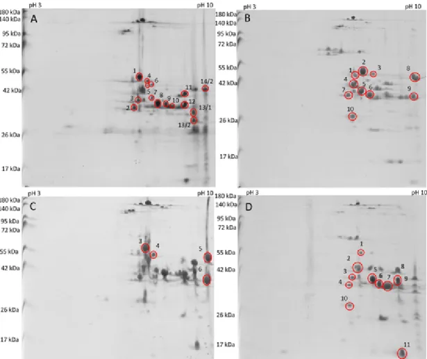 Fig. 4. 2D polyacrylamide gel electrophoresis of the prolamin fraction of four Triticum monococcum L