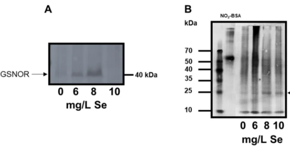Figure 7. Selenium modifies nitrosative signalling in Stevia leaves. (A) Western blot probed with rabbit anti-GSNOR polyclonal antibody (1:2000) showing GSNOR protein abundance in control and Se-treated Stevia leaves