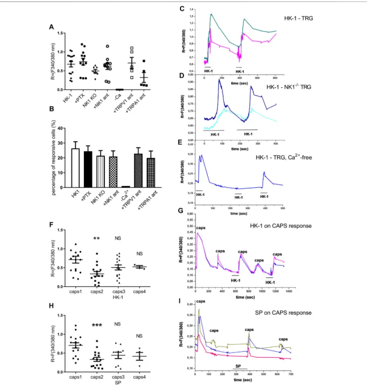 FIGURE 6 | Effect of HK-1 and SP in cultured primary sensory neurons. Change in the ﬂuorescence ratio (R  F340/F380) in HK-1-sensitive cells ( • ) is presented.