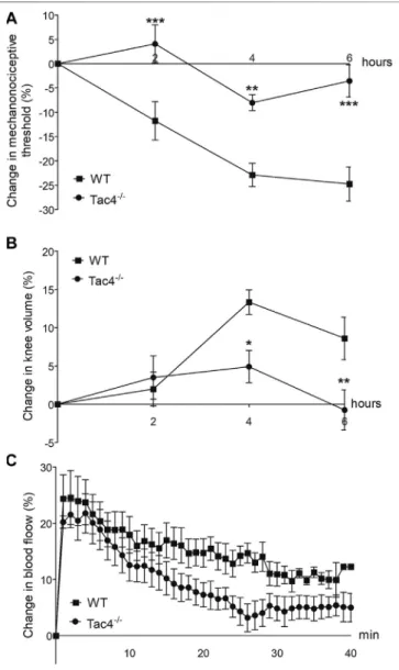 FIGURE 4 | Changes in mechanonociceptive threshold (A), knee diameter (B) and blood ﬂow (C) in mast cell tryptase-induced acute arthritis of wild type (WT) and hemokinin-1-de ﬁ cient (Tac4 −/− ) mice