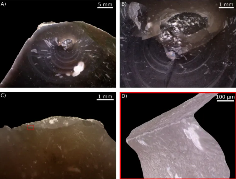 Fig. 1. Traces on flakes from (A, B) stone hammer direct percussion and (C, D) antler percussion