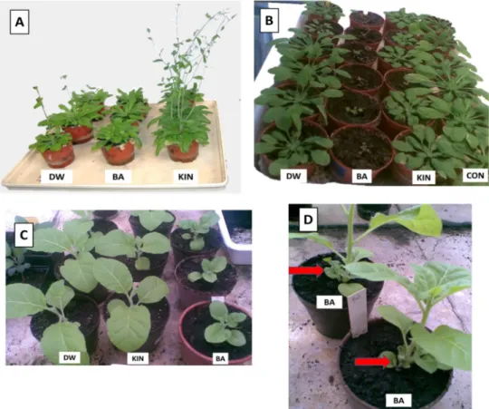 Figure 1. Effect of distilled water (DW), benzyladenine (BA), or kinetin (KIN) solutions on  Arabidopsis (A,B) and tobacco (C,D) development
