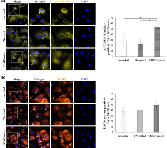 Figure 6. Immunolocalization of p27/CDKN1B and FOXO1 in healthy primary keratinocytes