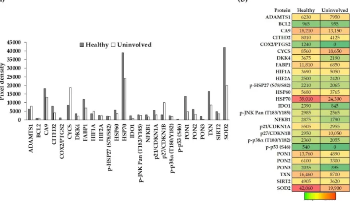 Figure 1. Expression of cell-stress-related proteins in the healthy and psoriatic uninvolved skin