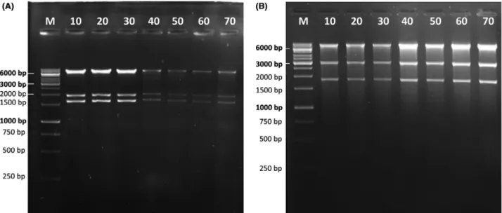 Fig. 5. Stability of the restriction pattern of plasmids propagated in E. coli MDS42. The numbers on top of each gel photo represent the number of generations the culture had gone through at the time of sampling.