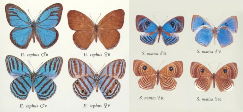 Fig. 10. Male and female satyrid and riodinid butterﬂy phenotypes from the Amazonian fauna superﬁcially resembling Trichonis documented by D'Abrera (1988 and 1994)