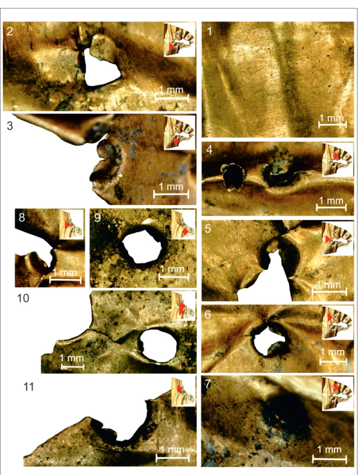 10. kép mikroszkópos megfigyelések az arany homlokpánton. 1: csiszolás nyom; 2–11: Perforált rögzítő lyukak   (mikroszkópkamera felvétel: tarbay János gábor) 