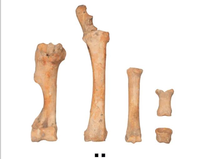 Fig. 6 Sopron-Krautacker, burial nr. 228. Forelimb bones of the horse (right humerus, radius and ulna,  metacarpus, phalanges I–II.)