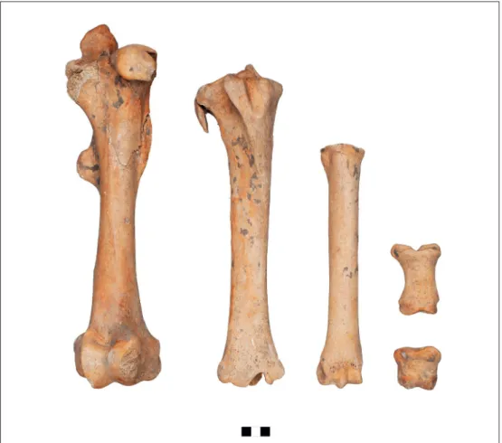 Fig. 8 Sopron-Krautacker, burial nr. 228. Hindlimb bones of the horse (right femur, tibia,  metatarsus, phalanges I–II.)